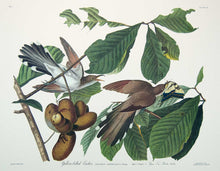Load image into Gallery viewer, Plate 002 Yellow-Billed Cuckoo, Princeton Audubon Print