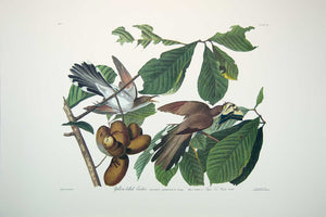 Plate 002 Yellow-Billed Cuckoo, Princeton Audubon Print