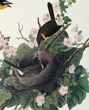 Load image into Gallery viewer, Detail of Audubon Plate 137 Yellow Breasted Chat