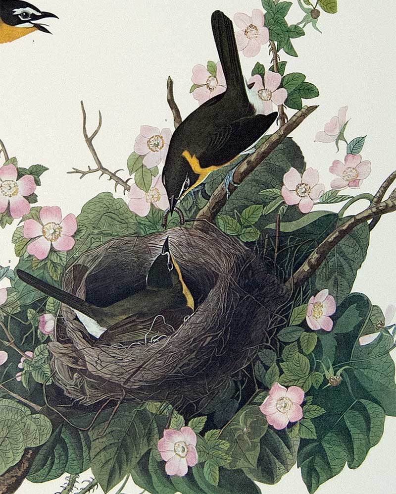 Detail of Audubon Plate 137 Yellow Breasted Chat