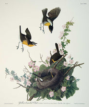 Load image into Gallery viewer, Detail of Yellow Breasted Chat print by John J Audubon