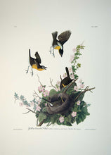 Load image into Gallery viewer, Plate 137 Yellow Breasted Chat, Princeton Audubon Print