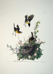 Plate 137 Yellow Breasted Chat, Princeton Audubon Print